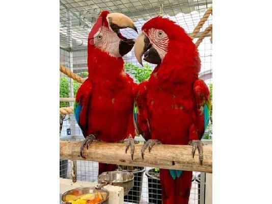 PoulaTo: παπαγάλος με κόκκινα μακώ για 200 €